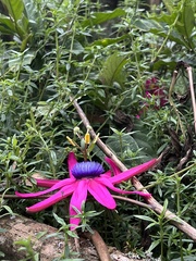 Passiflora longipes