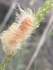Pygarctia