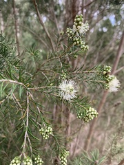 Melaleuca ericifolia