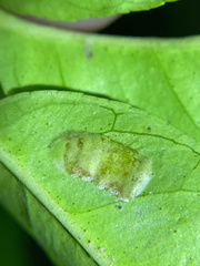 Phyllocnistis citrella