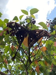 Coscinocera hercules