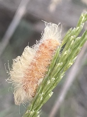 Pygarctia