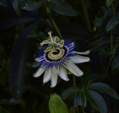 Passiflora caerulea