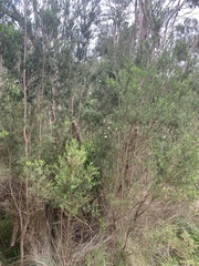 Melaleuca ericifolia