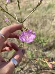 Agalinis heterophylla