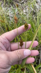 Carex crawfordii