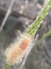Pygarctia
