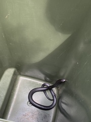 Pseudechis porphyriacus