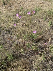 Agalinis heterophylla