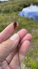 Carex crawfordii