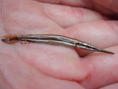 Lepisosteus platyrhincus
