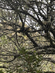 Atlapetes pallidinucha