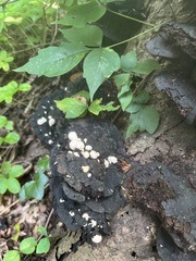 Asterophora lycoperdoides