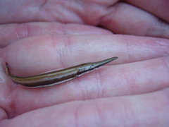 Lepisosteus platyrhincus