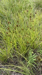 Carex crawfordii