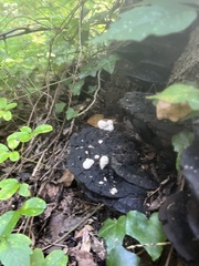 Asterophora lycoperdoides