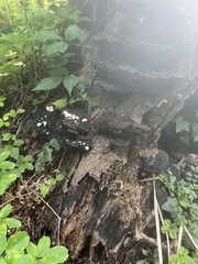 Asterophora lycoperdoides