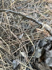Thamnophis elegans elegans