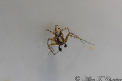 Oxyopes scalaris