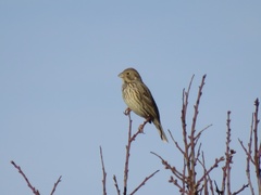 Emberiza calandra