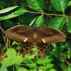 Papilio helenus