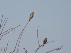 Emberiza calandra