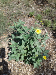 Verbesina encelioides