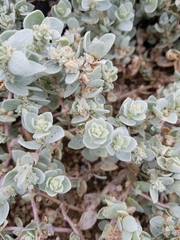 Atriplex leucophylla