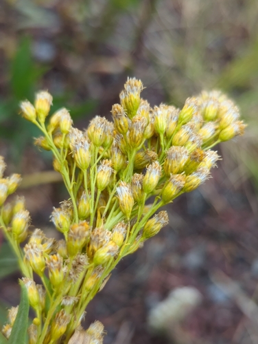 Image of Solidago elongata by (c) Alan Rockefeller, some rights reserved (CC BY)