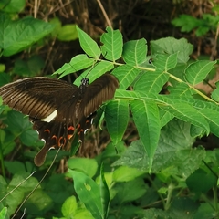 Papilio helenus