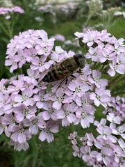 Eristalinus