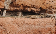 Podarcis siculus