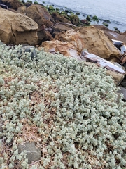 Atriplex leucophylla
