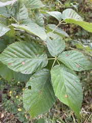 Rubus pensilvanicus
