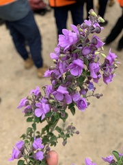 Prostanthera