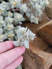 Atriplex leucophylla