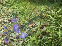 Veronica gentianoides