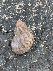 Phasianella ventricosa