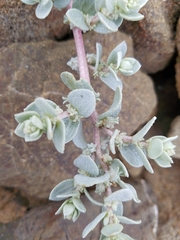 Atriplex leucophylla