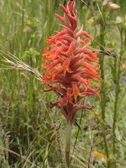 Dichromanthus cinnabarinus