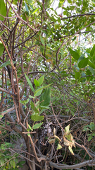 Calycanthus occidentalis