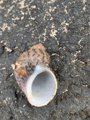Phasianella ventricosa