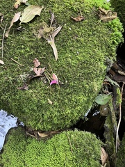 Masdevallia caudata
