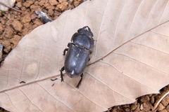 Serrognathus titanus platymelus
