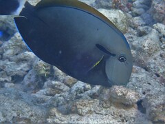 Acanthurus nigricauda