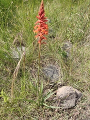 Dichromanthus cinnabarinus