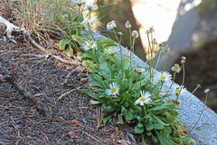 Erigeron garrettii