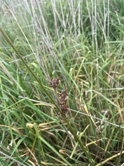 Juncus acutus