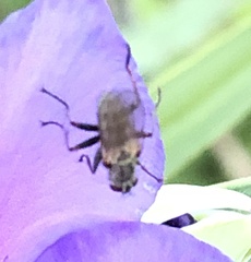 Muscidae