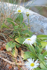 Erigeron garrettii